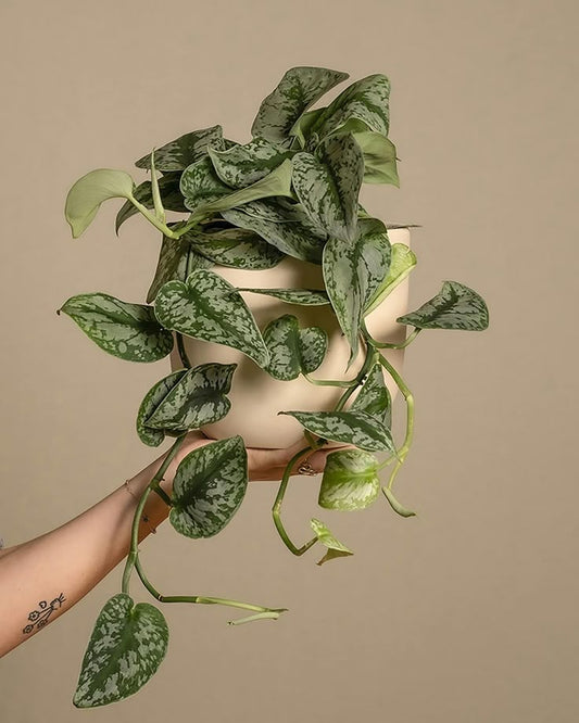 Pothos Scindapsus