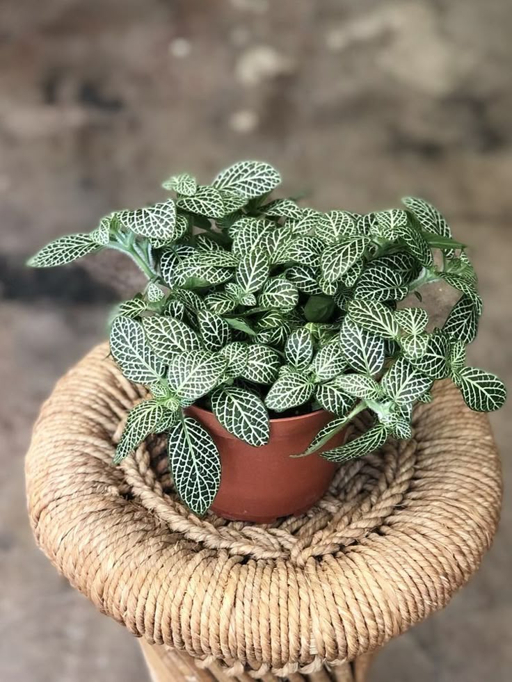 Green Fitonia