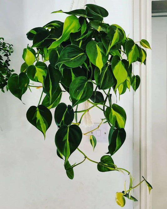 Pothos Brasil