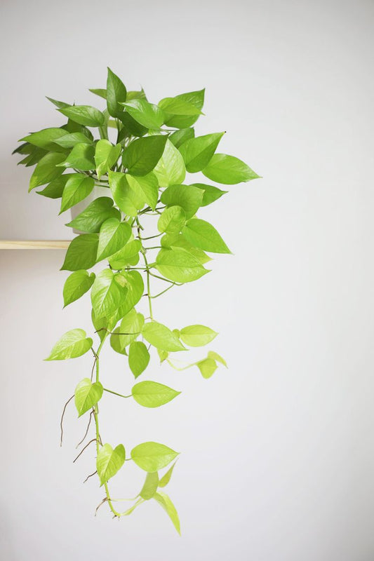 Neon Pothos