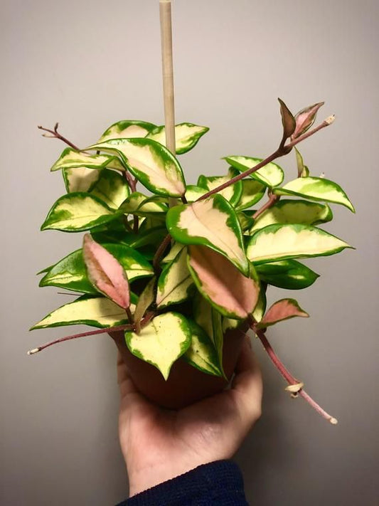 Hoya carnosa