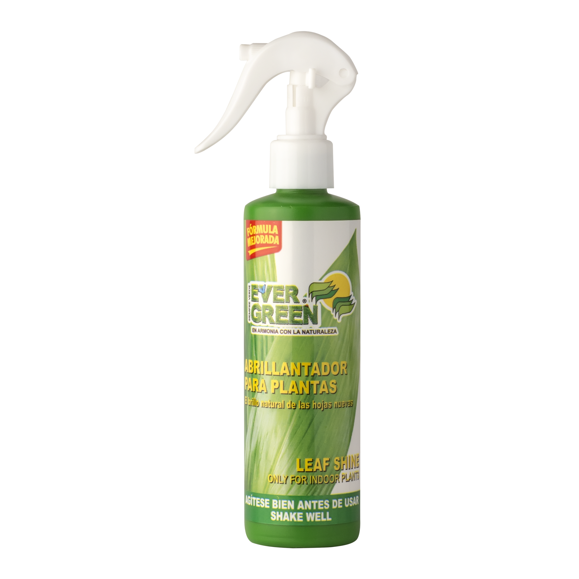 Ever Green Abrillantador para Plantas – Planta o flor natural en maceta. Disponible en Curridabat.