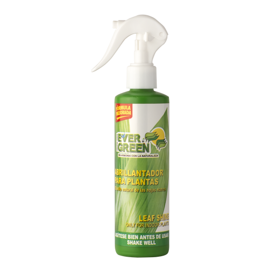 Ever Green Abrillantador para Plantas – Planta o flor natural en maceta. Disponible en Curridabat.