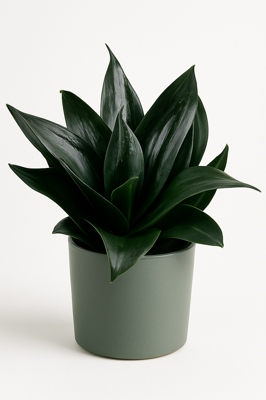 Sansevieria Dragon Negro