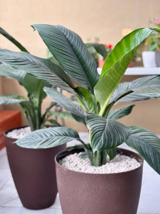 Cala Gigante arreglo