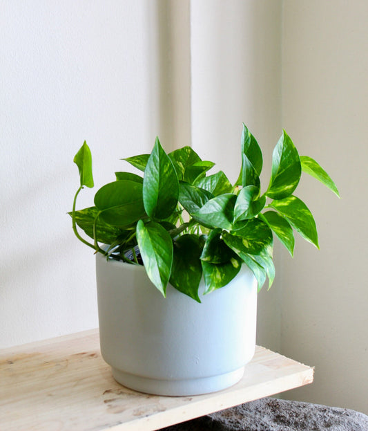 Pothos
