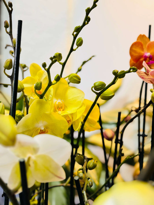 Orquídea Phalaenopsis – Planta o flor natural en maceta. Disponible en Curridabat.