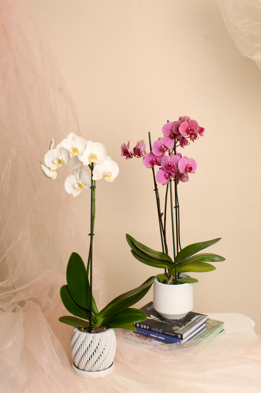Phalaenopsis