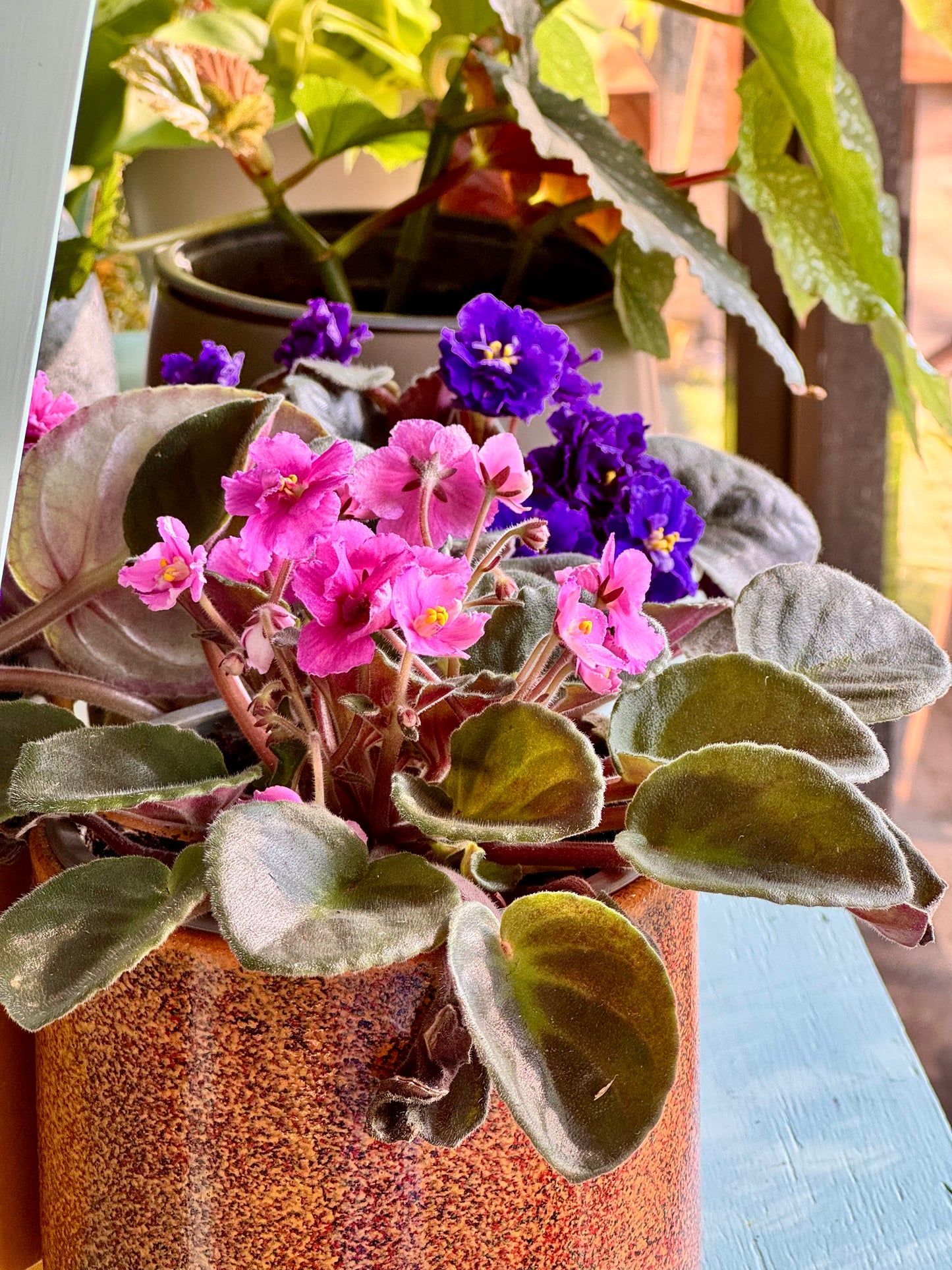 Violetas