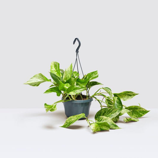 Pothos Green Queen