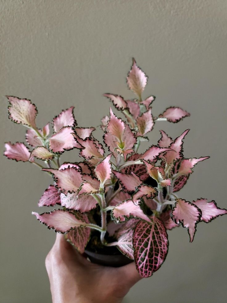 Fitonia Rosada