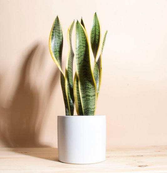 Sansevieria Laurentil