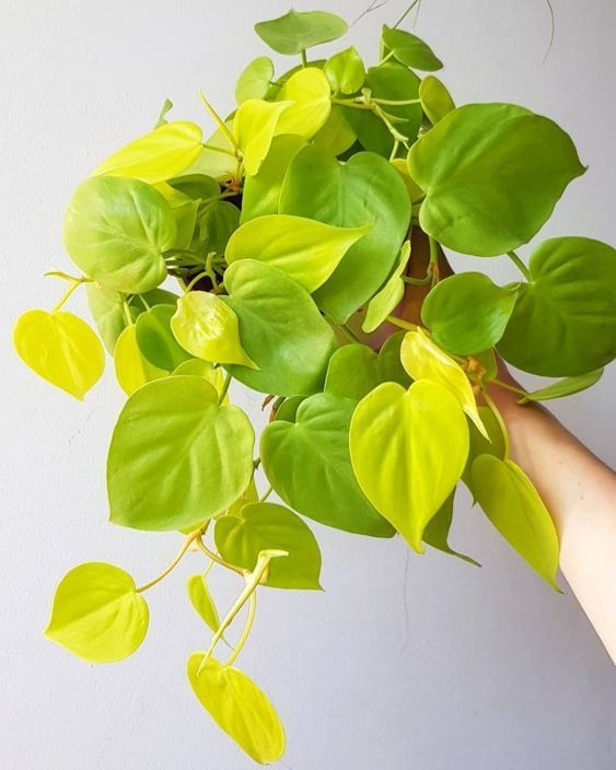philodendron neon cuidados Philodendron Neón – Lola Green House