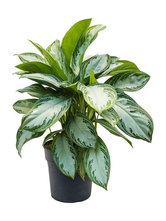 Aglaonema Silver Bay