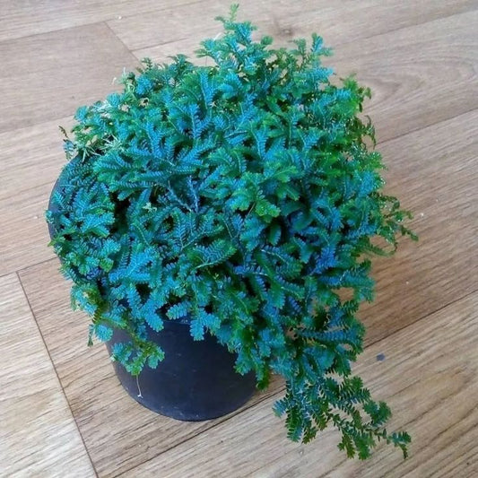Helecho Azul