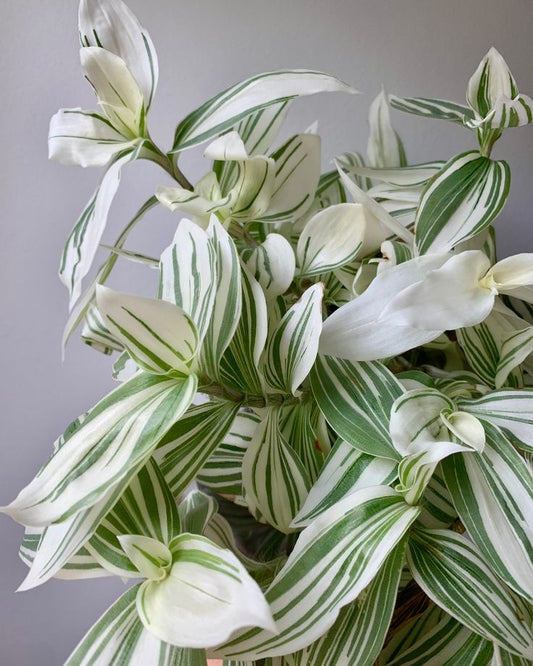 Tradescantia Blanca