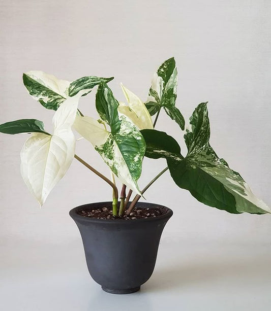 Syngonium Albo