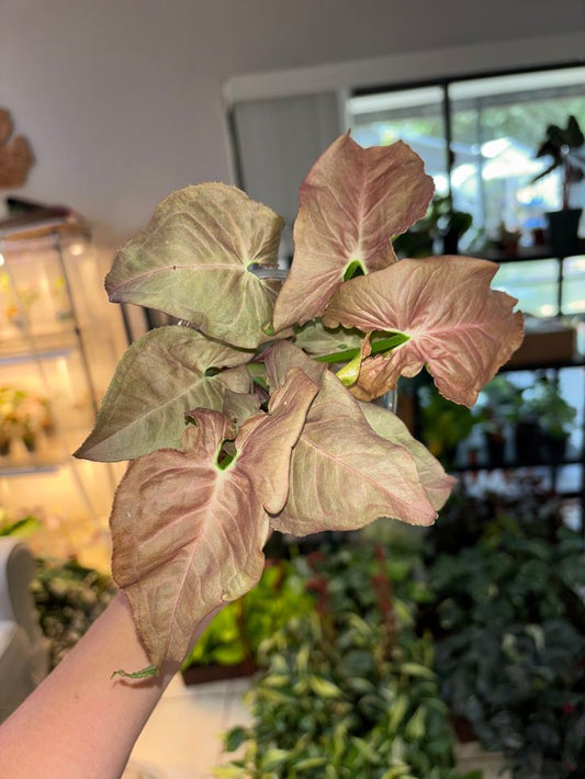 Syngonium Chocolate