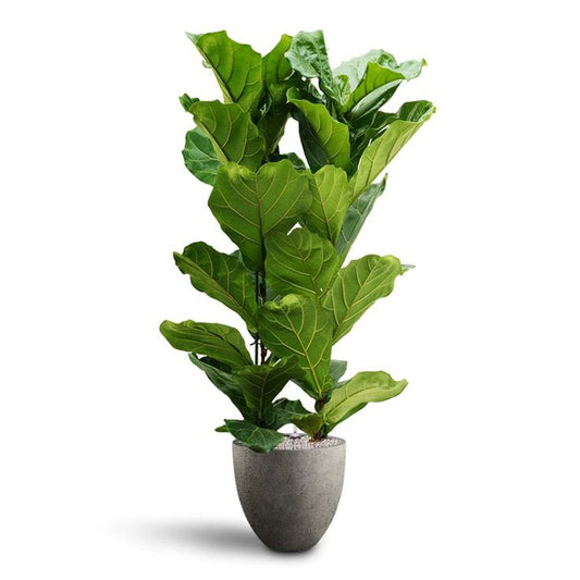 Ficus Lyrata