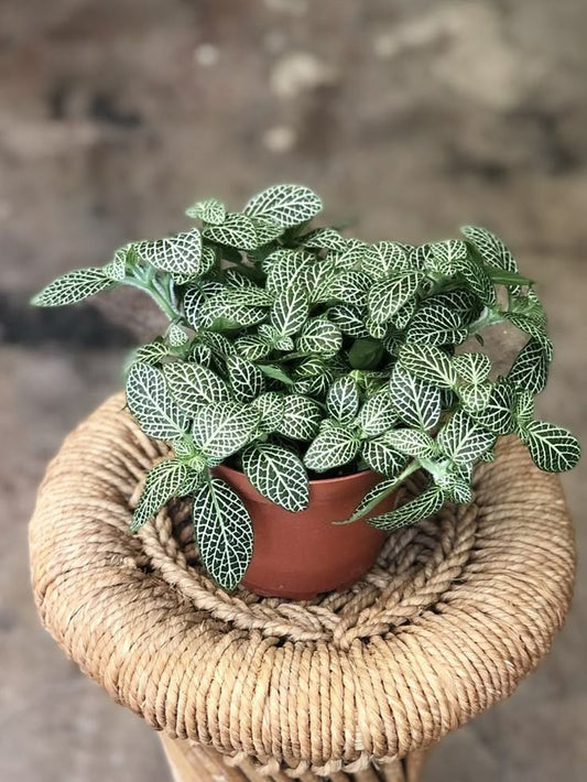 Green Fitonia