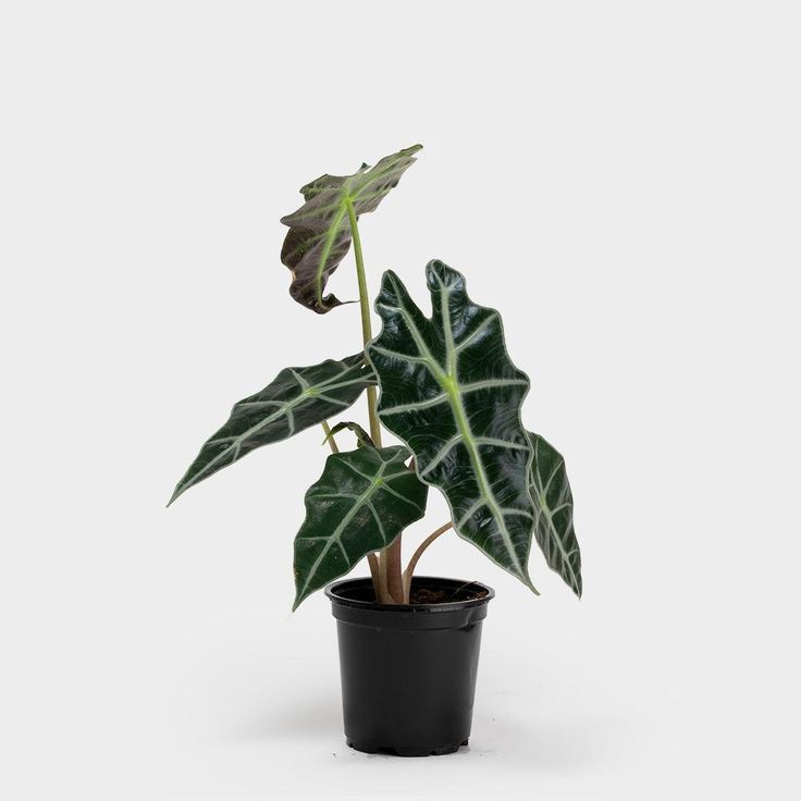 Alocasia Amazonica Polly