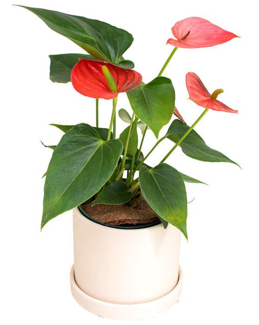 Anthurium Hollanda Yellow