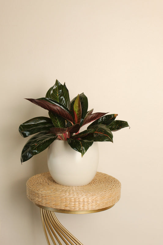 Aglaonema Croton