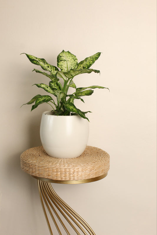 Dieffenbachia ala de angel