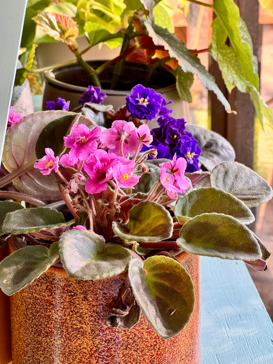 Violetas