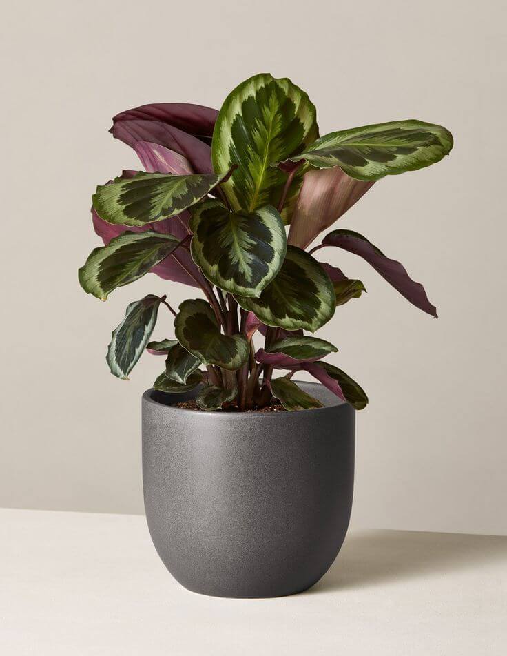 Calathea
