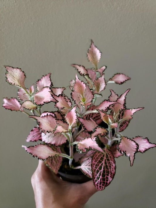 Fitonia Rosada