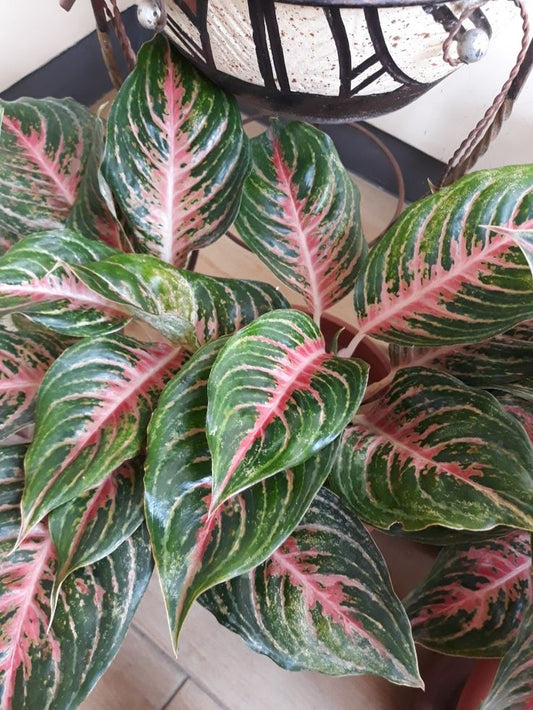 Aglaonema Croton Rayado